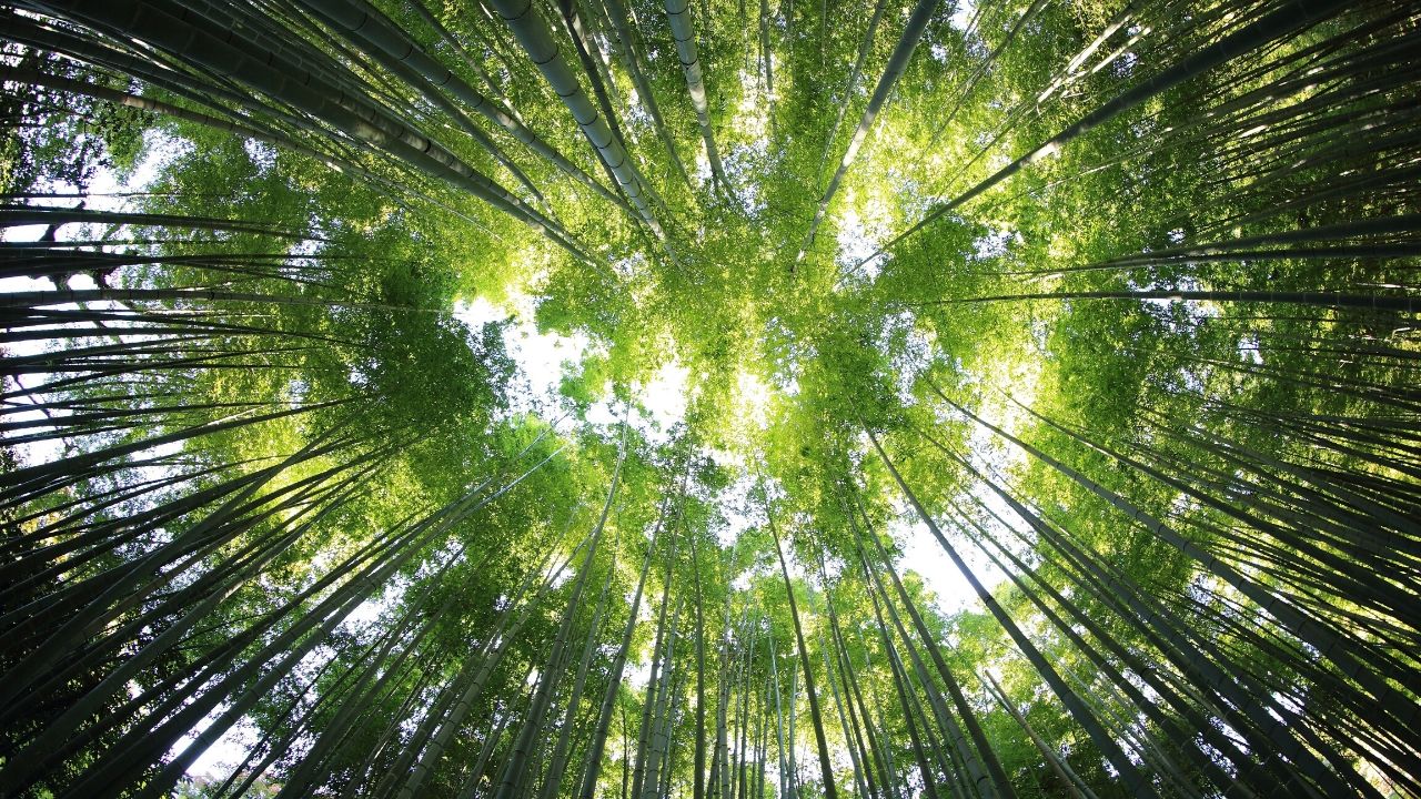 Día Mundial del Medio Ambiente: ¿Un día feminista?